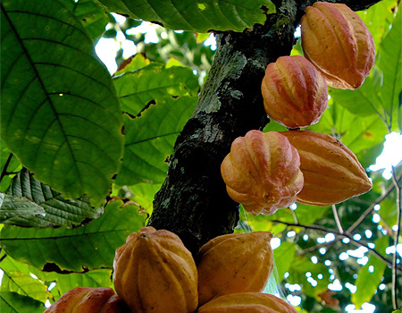 Какао бобы