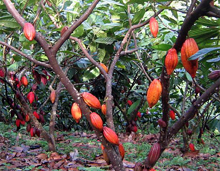 Какао дерево