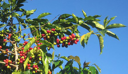 Ветка кофейного дерева